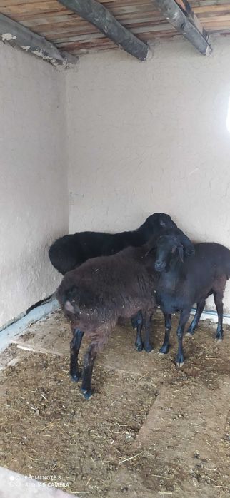 Qochqorla sotaman 3ta