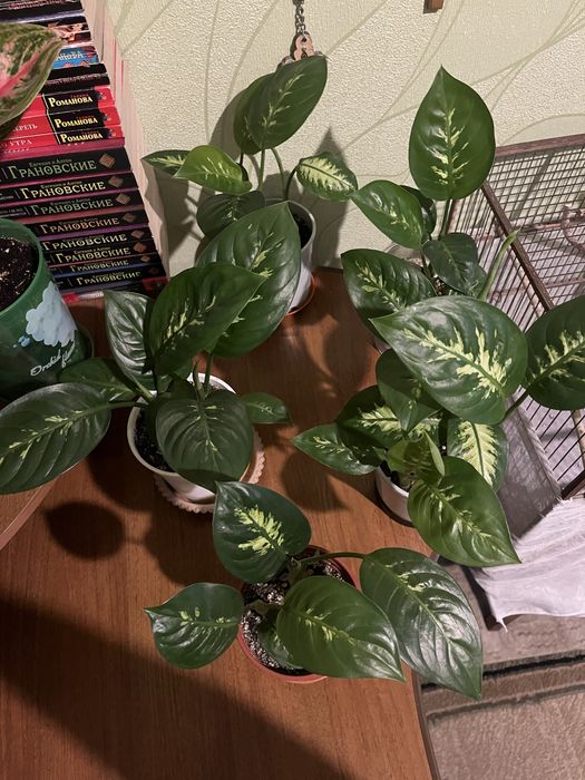 Продам Цветок , диффенбахия