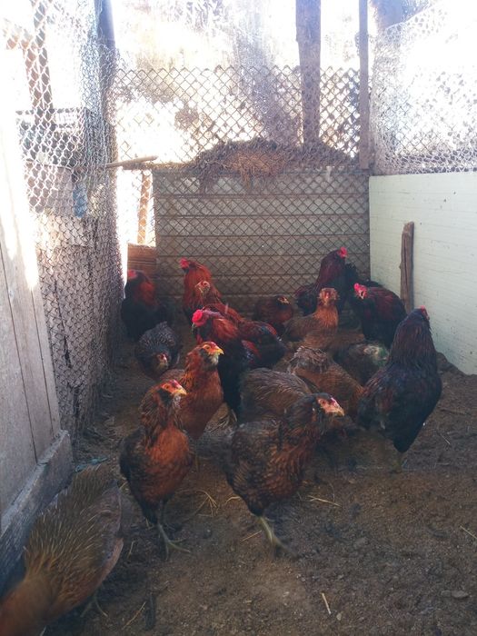 Oua de incubat - rasa Araucana