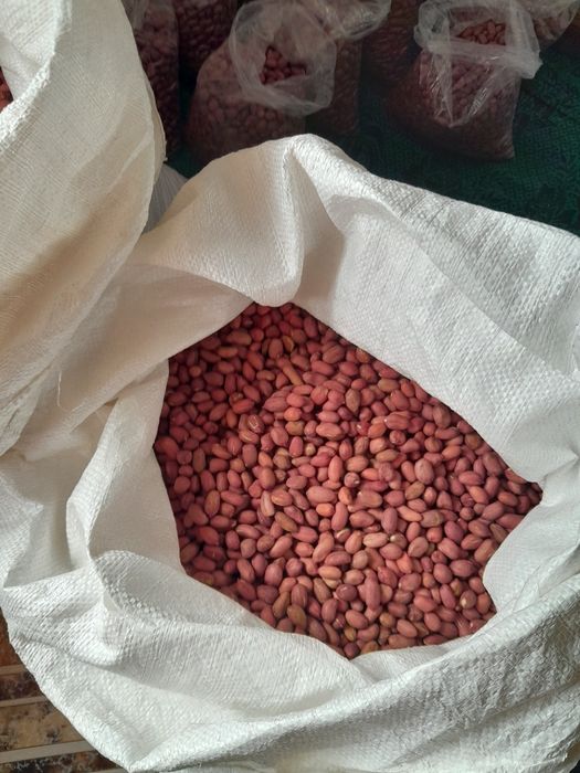 Фъстъци на едро реколта 2025