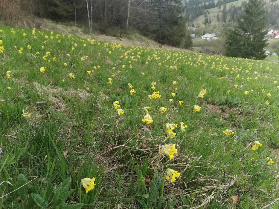 Teren intravilan în Comuna Ceahlău