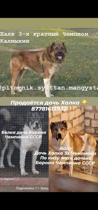 Дочька Халка 3х Чемпиона