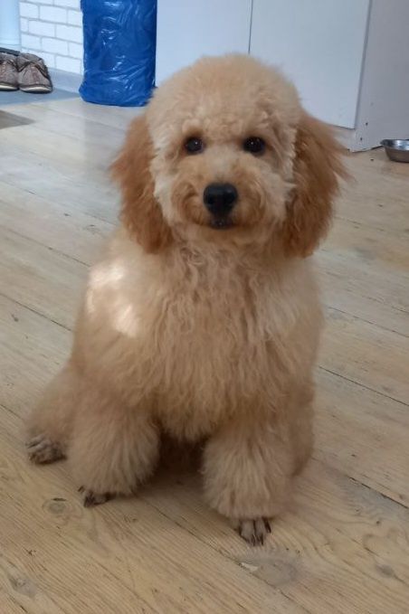 Продаётся щенок карликовый пудель.