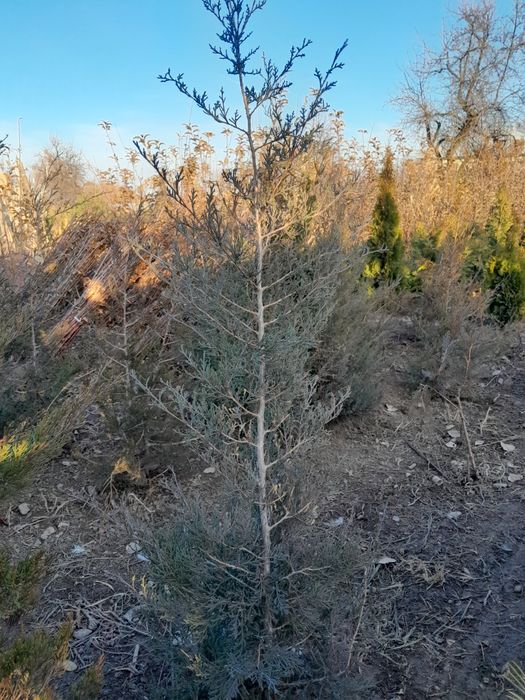 Продам маживельники