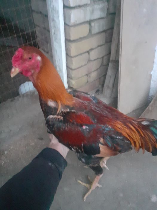 Куланги хуроз сотилади апрелски 10 ойлик жужа тезда сотилади