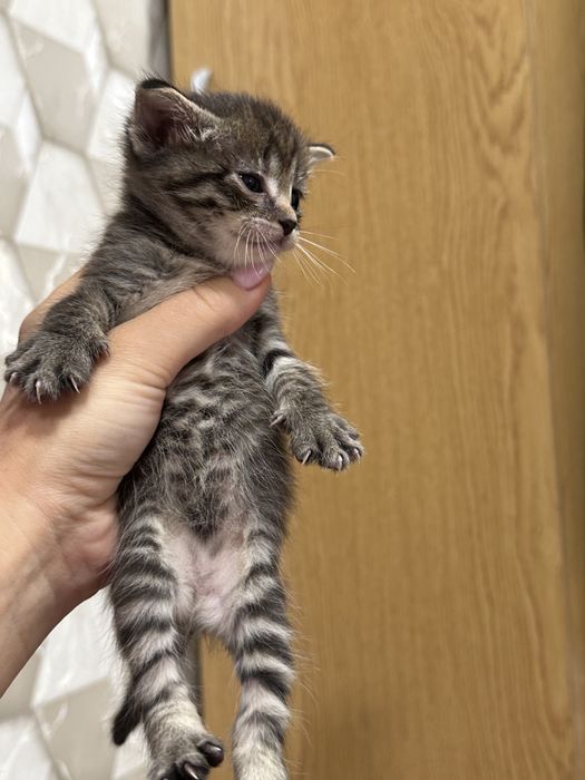 Ищем семью для малышки