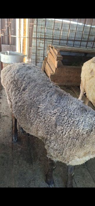 Кой, баран, токты