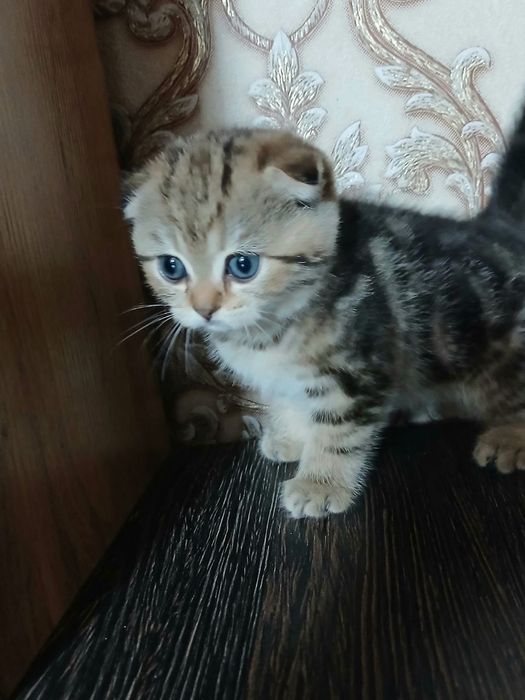 Продам тигровых фолдиков мальчиков