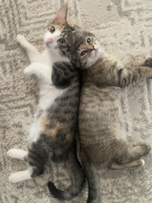 Отдам котят в добрые руки