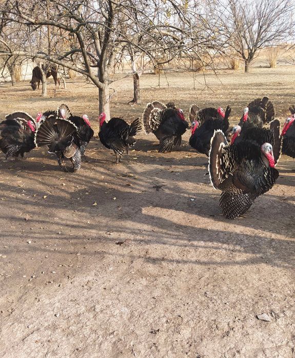 KURKA  INDUKA Jizzax viloyati