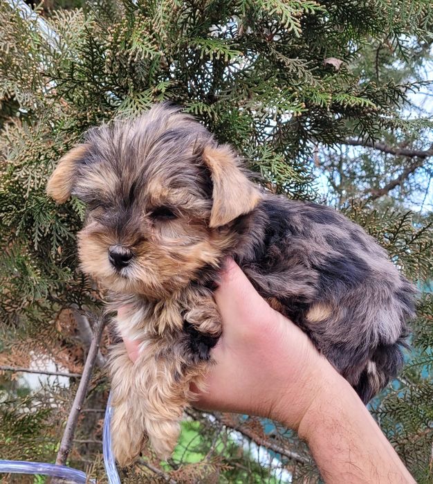 Йоркширски териер-мини !!!