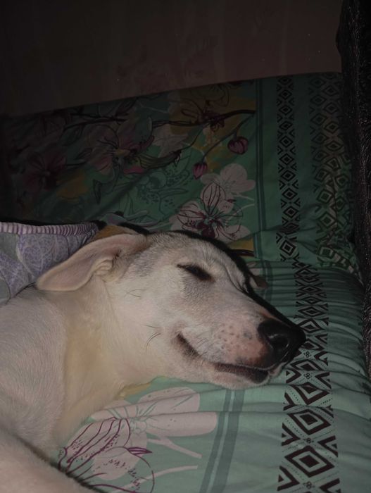 В добрые хорошие руки.