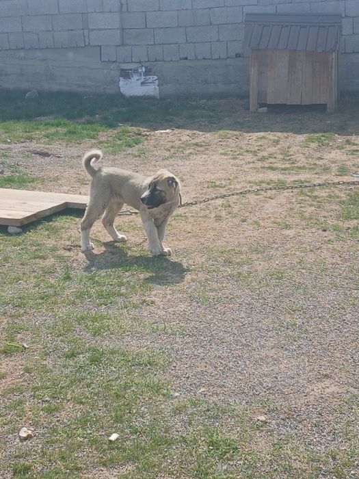 Сатылады әкесі мықты алабай