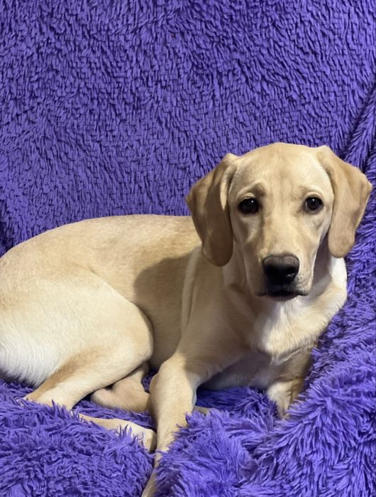 Лабрадор в добрые руки