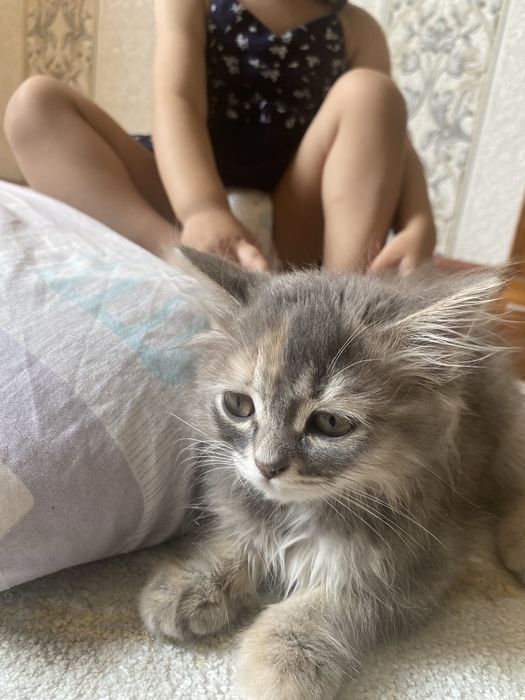 отдаем бесплатно котят
