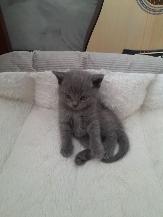 Продаются котята. Британские вислоухие. От правильной вязки.