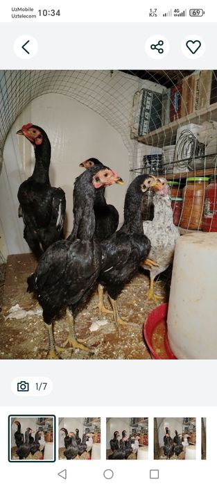 Дакан макиёнлар 3 та ва 5 та жужа  макиён 4 кг тепа тухумда