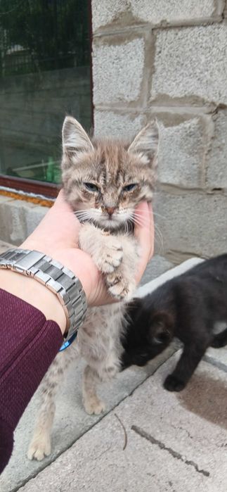 Котята черная и серый