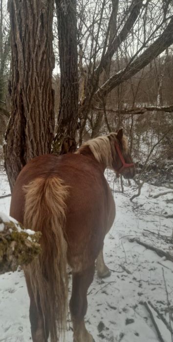 Cal de vanzare mai multe detali la numarul de telefon