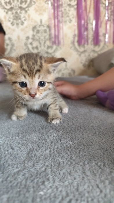 Продам кошку шиншилла британская