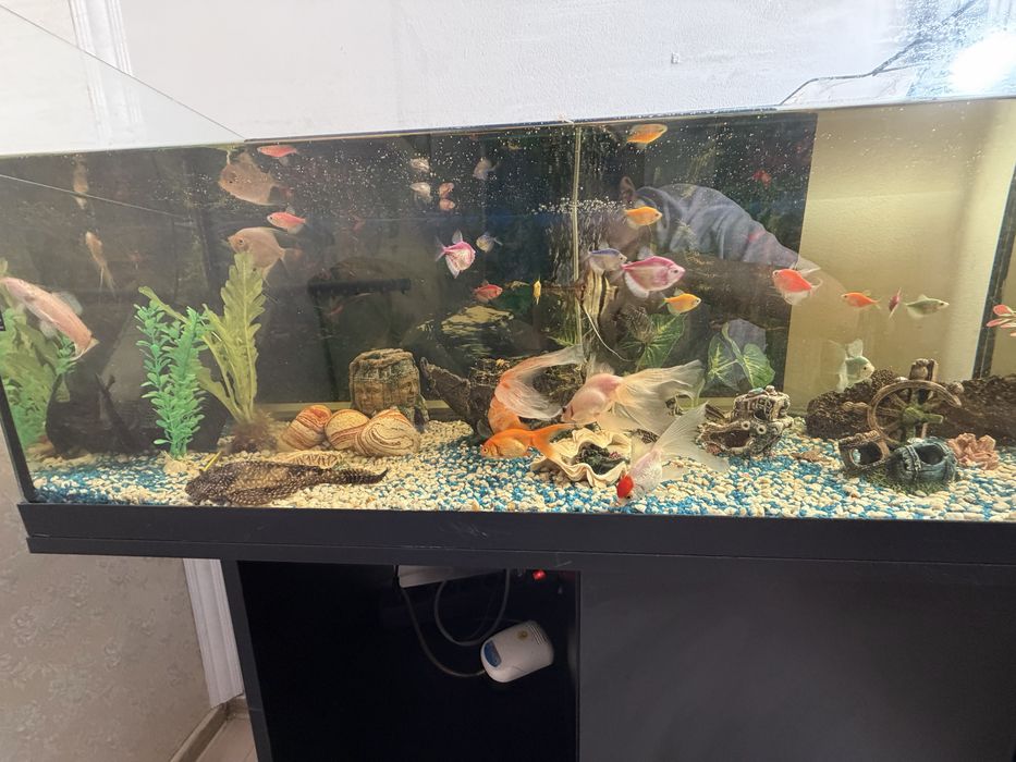 Vand acvariu pesti !