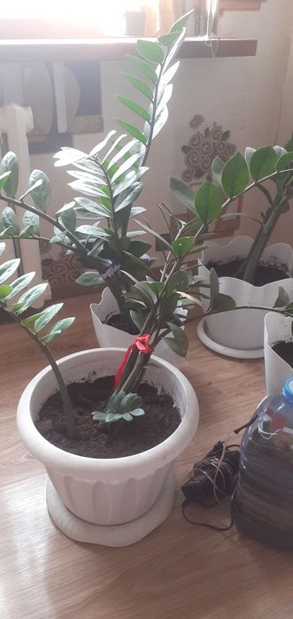 Доллар гүлі  сатылады бағасы 5мыңнан