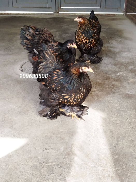 Brama zolota tovuq donasi 450000