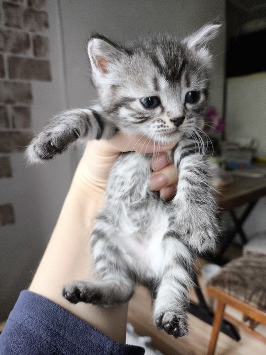 Продаю котят ,породистые