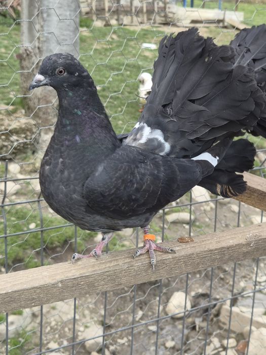 Vând porumbei voltați/ pave.