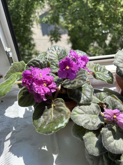 Фиалки комнатные цветы