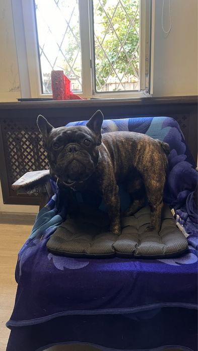 Передержка/гостиница для собак