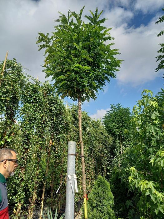 Salcâm globular catalpa globular magnolia grandiflora
