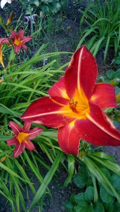 Продам деленки лилейника и ирисов