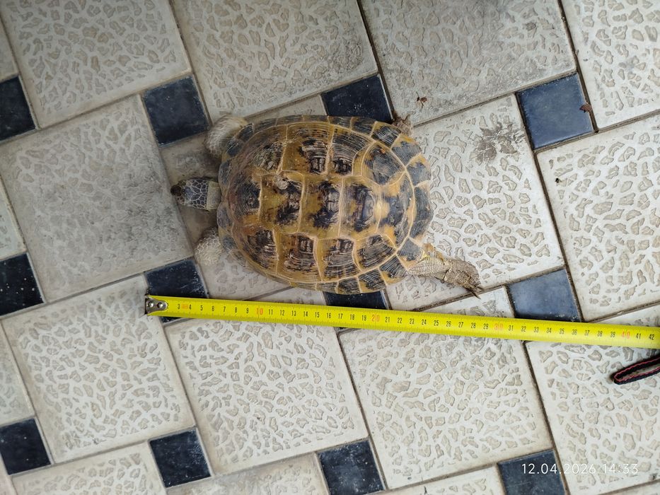 Тошбака сотилади