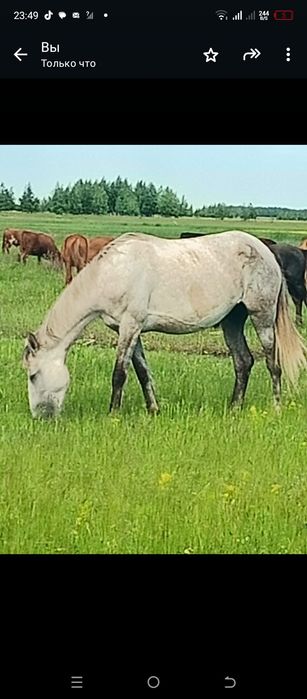 Продам лошадь Орловской породы