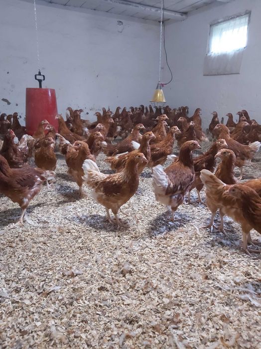 Puicute ouatoare /pui gaina rasa oua / pui albi de carne/găini outoare