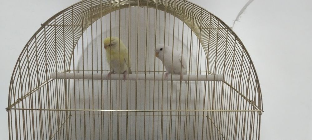 Продам попугаев 

Продаются два