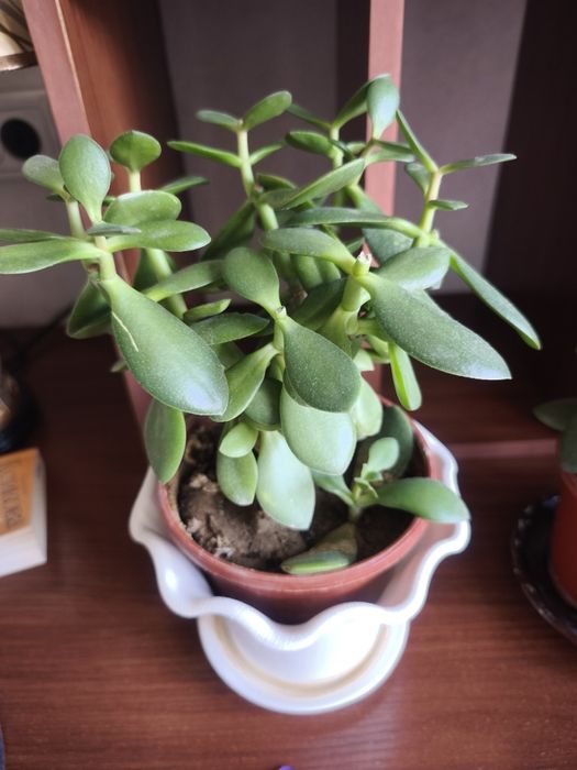 Цветы комнатные эониум, спатифилум, фиалки, денежное дерево