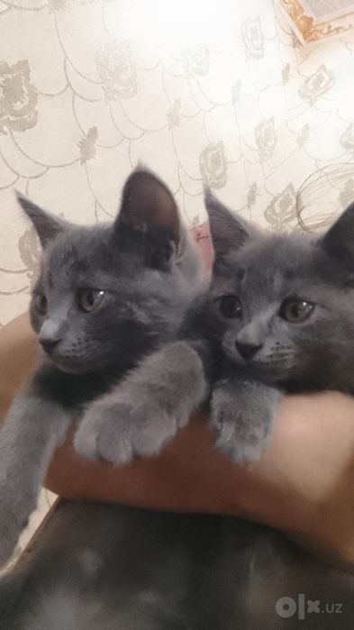 Strayt pishikla sotilodi