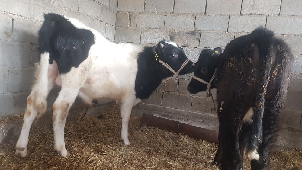 Екі бұзау сатылады он айлық