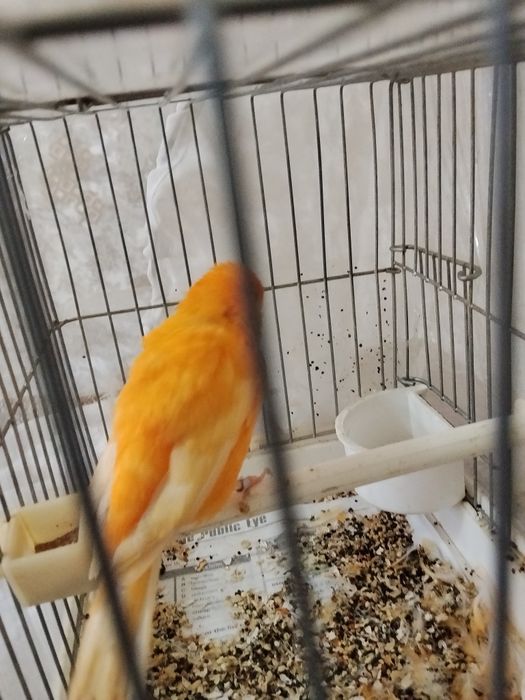 Shmel nar sotiladi va barter ham bor