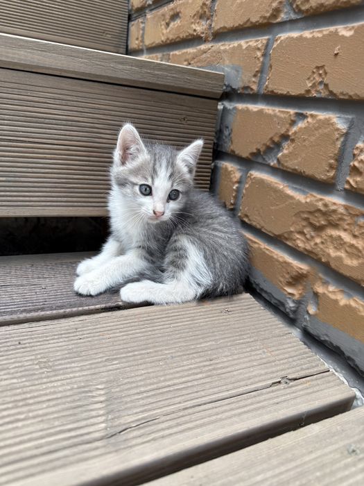 Отдам котят в хорошие руки