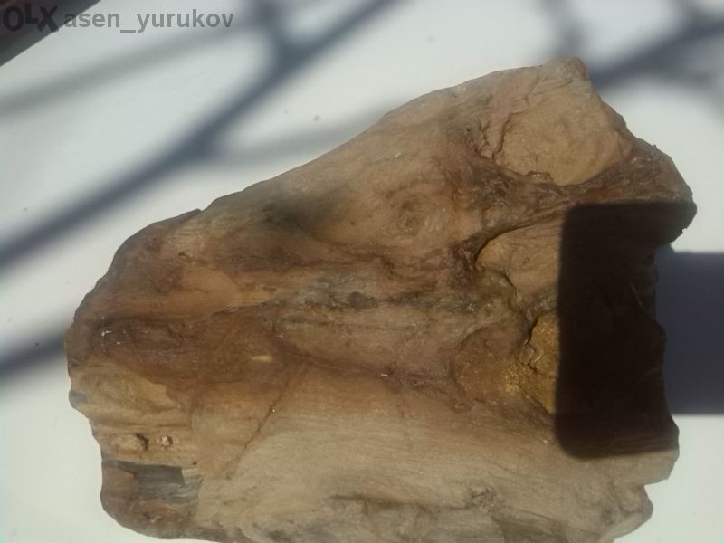 Опализирано дърво