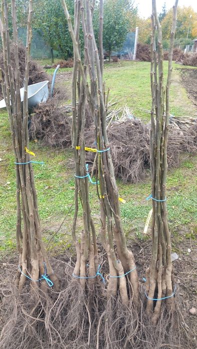 Baloti fan sau lucerna Rotunzi 40.Drept.500;Pomi Aluni Nuc.Castan.Afin