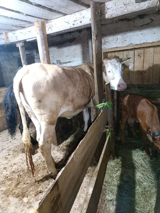 Vând Junca tânără