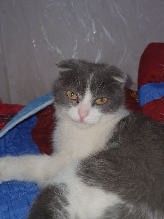 Котёнок очень хороши