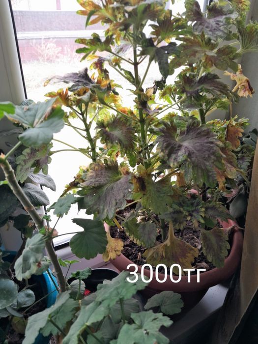 Цветы офисные за недорого