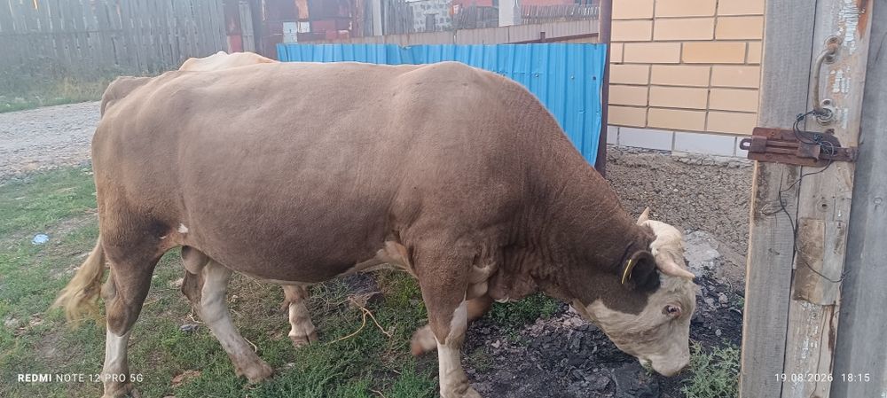 бука сатылады. продам быка
