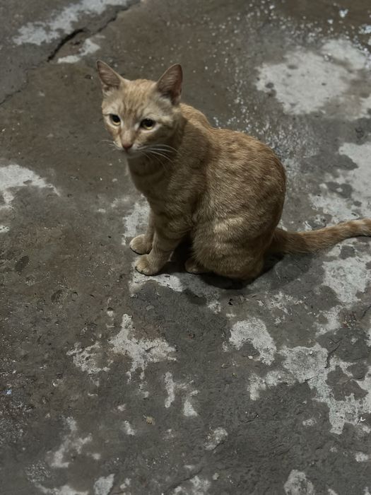 mehribon uy mushuklari qizbola hammasi