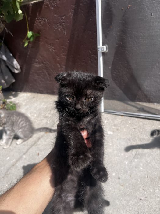 Котята вислоухие